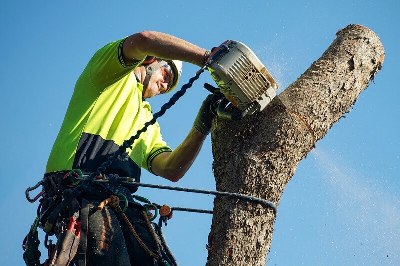 Tree Lopping Services Gordon