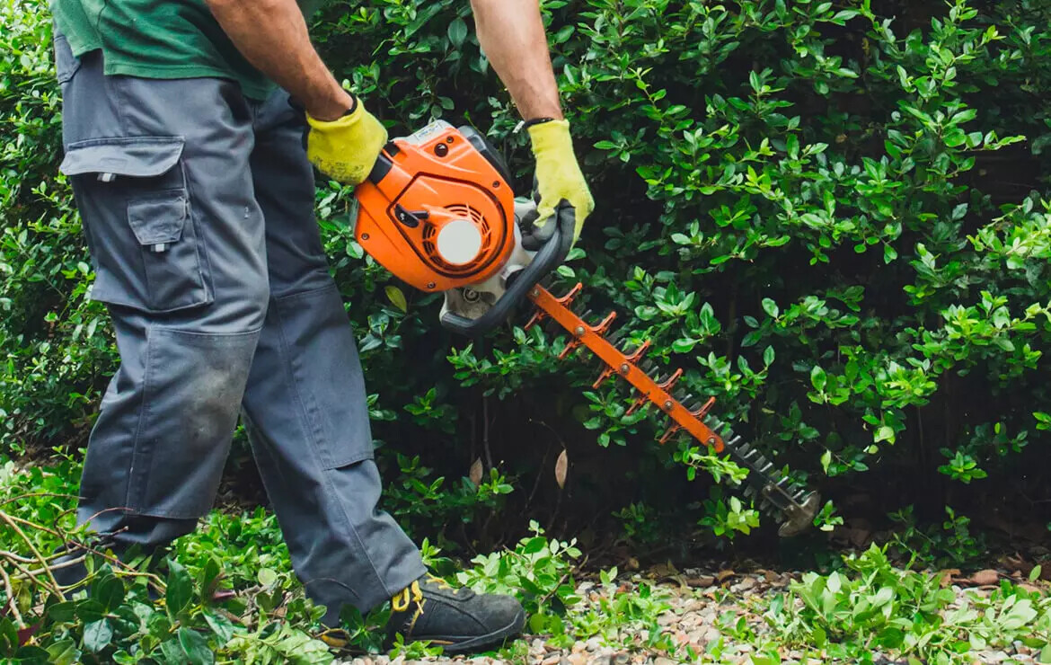Worker trimming a dense garden hedge