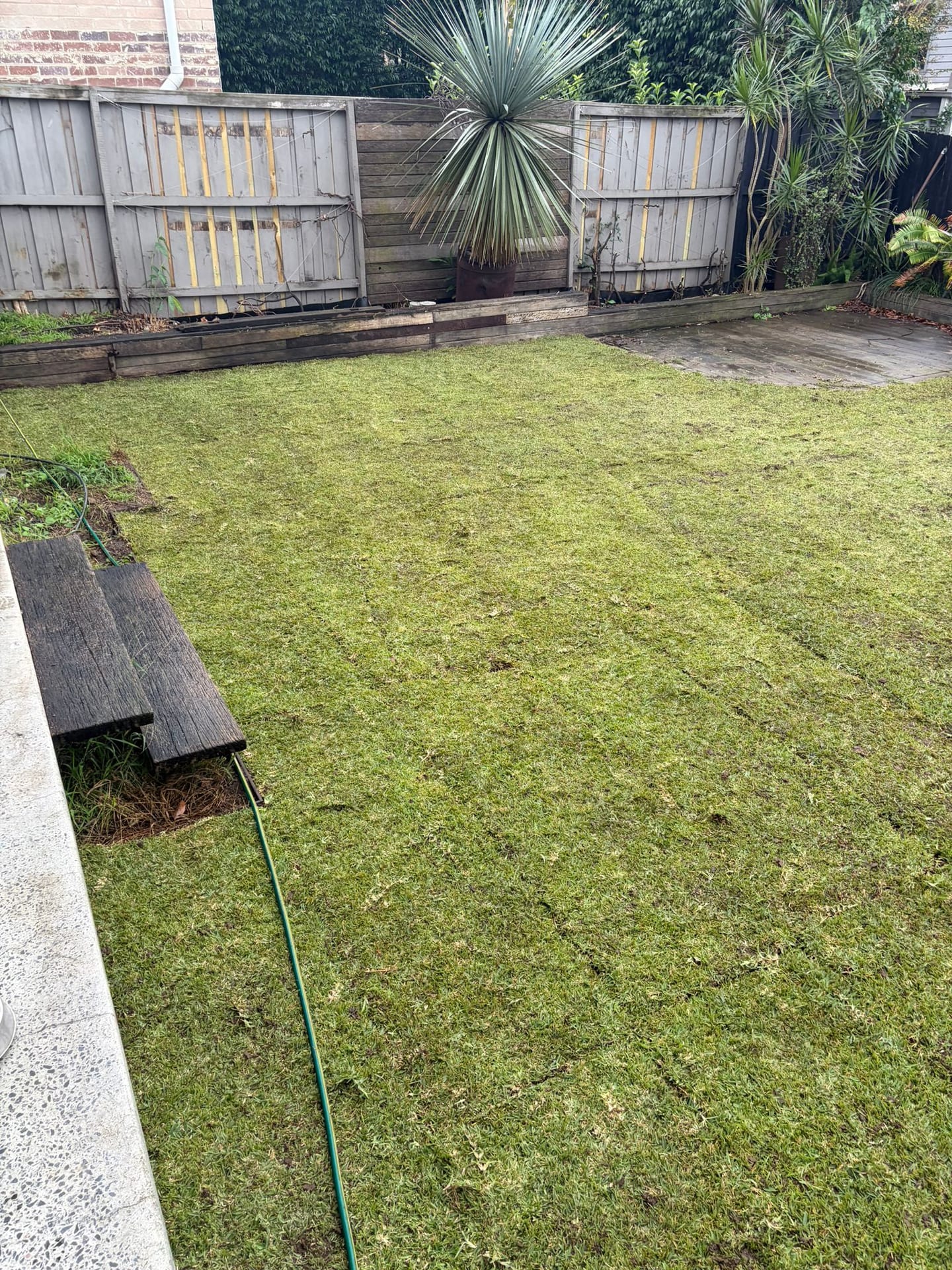 Finished Sir Walter lawn after base, drainage and levelling work in Willoughby