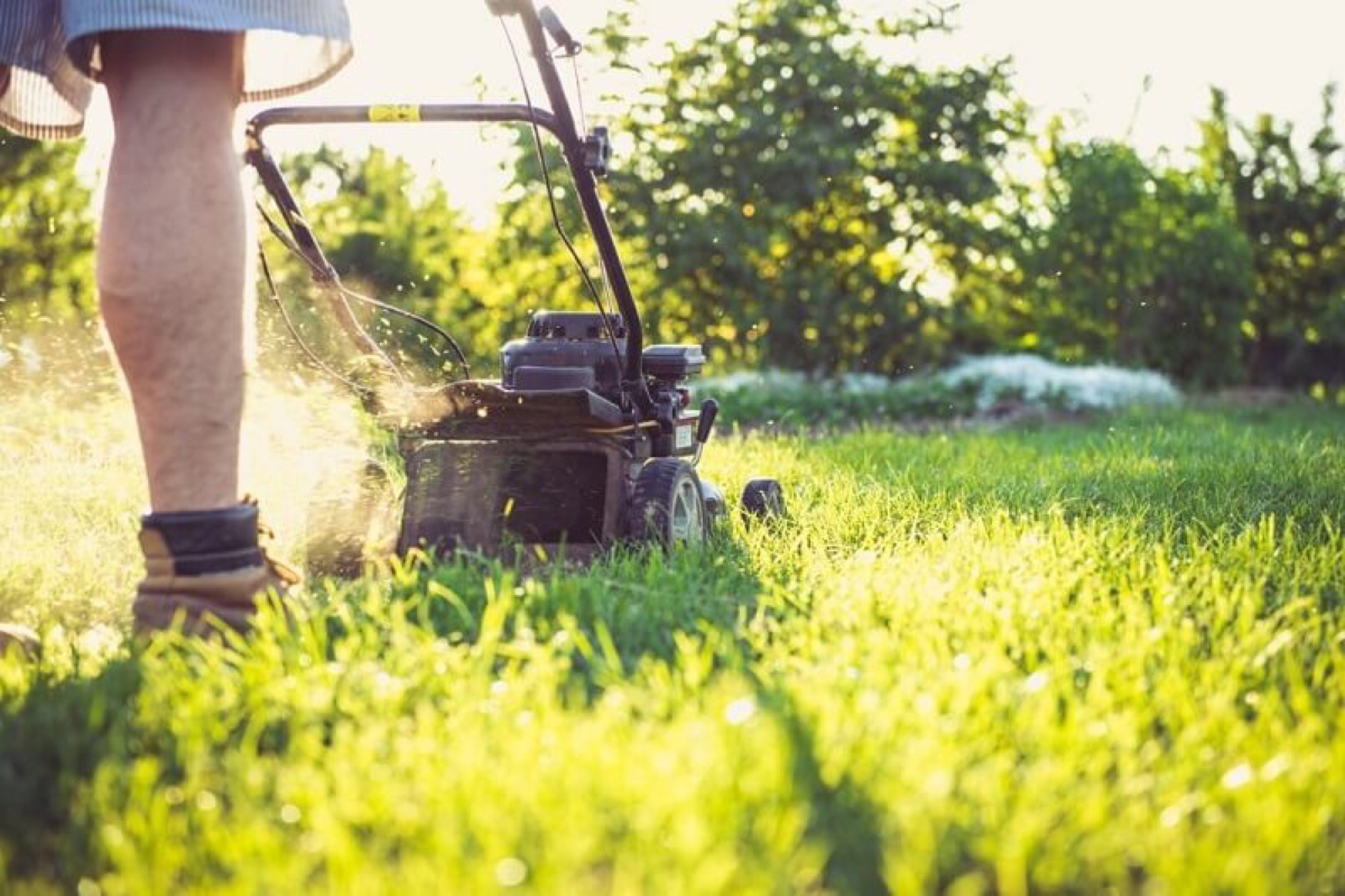 Lawn mowing during a regular garden maintenance visit in Sydney