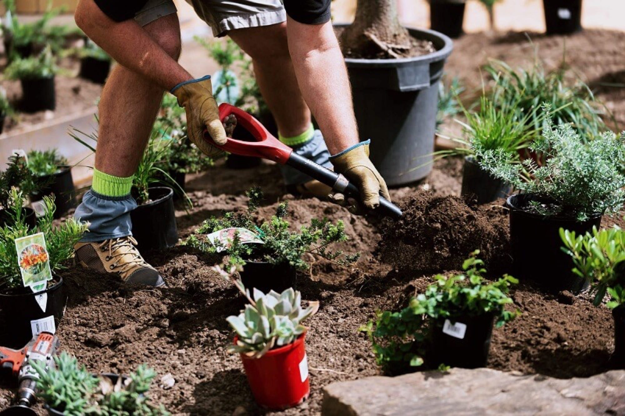 Gardener planting and refreshing a Sydney garden bed